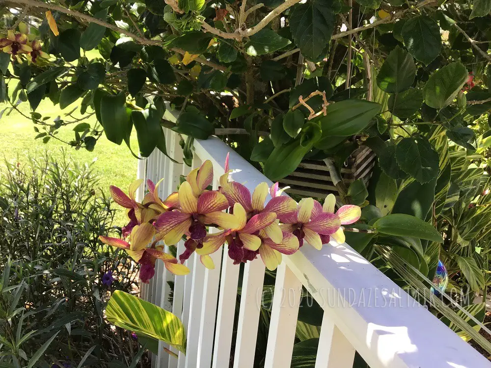 Yellow Dendrobium Orchid With Purple Veining Hanging From Tree By White Fence