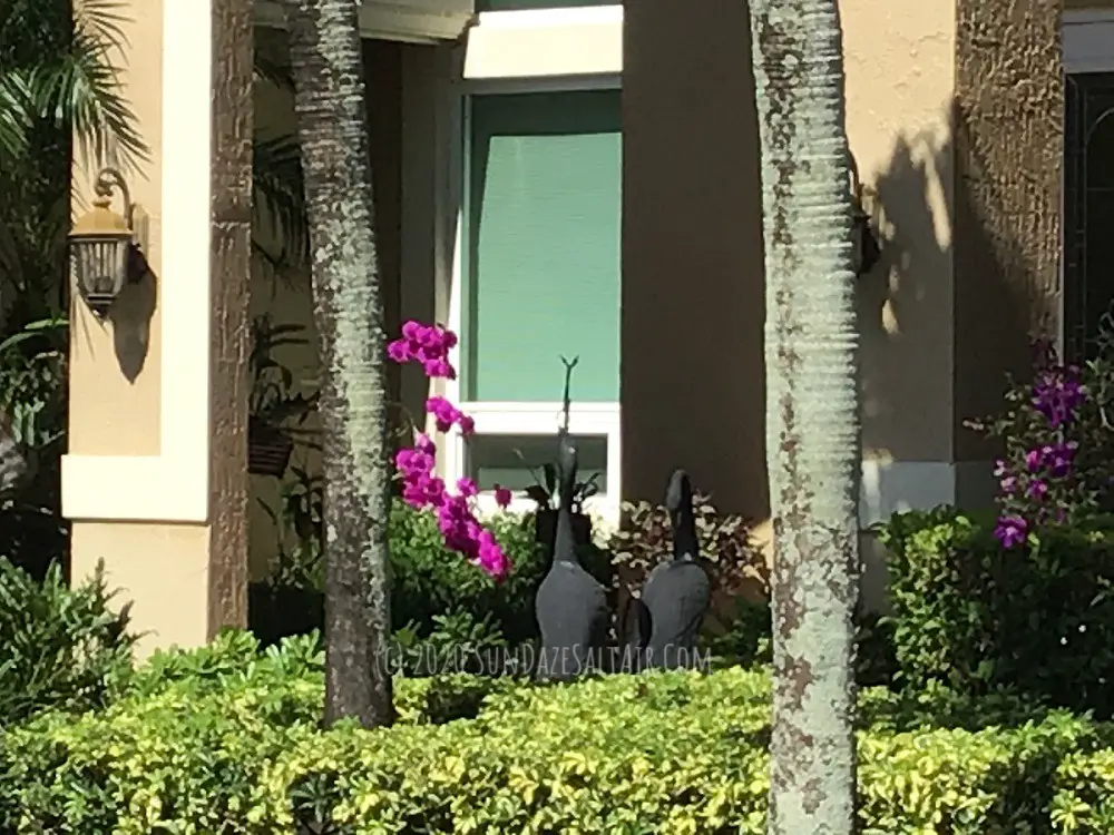 Beautiful Blooming Vandas Hang Off Front Porch Of House