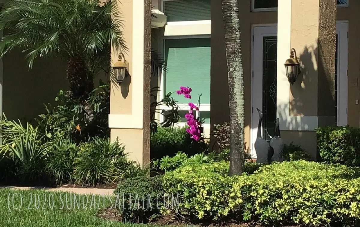 Beautiful Pinkish Purple Vanda Orchids In Full Bloom In Front Of House