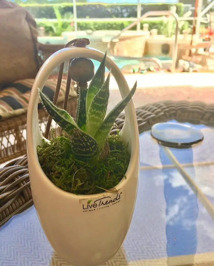 Small Zebra Succulent On Lanai In Front Of Pool Shows How Proper Care Leads To A Revived And Thriving Zebra Plant