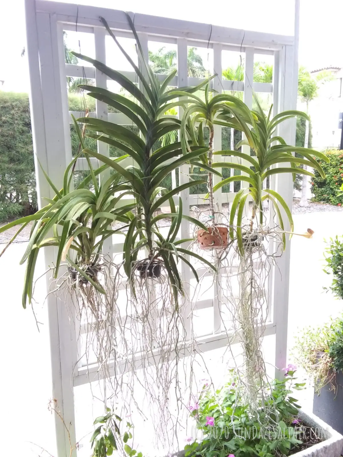Healthy Strap Leaf Vanda Orchids Hanging From Trellis And Getting Ready To Bloom