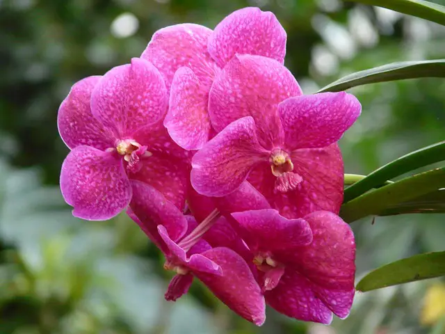 Speckled Red Vanda Orchid