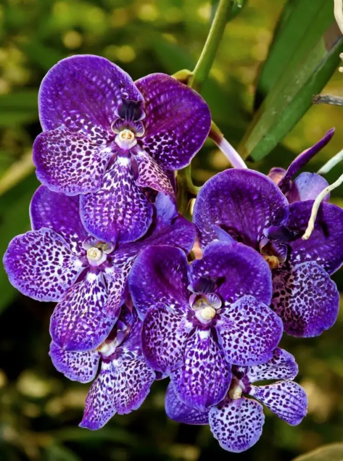 Get Your Vanda Orchid To Bloom - Stunning And Rare Speckled Blue Vanda