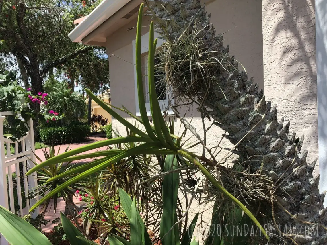 Vanda Orchid Attached To Palm Tree Near Arbor With Bougainvillea