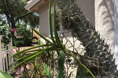 Vanda Orchid Attached To Palm Tree Near Arbor With Bougainvillea