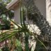 Vanda Orchid Attached To Palm Tree Near Arbor With Bougainvillea