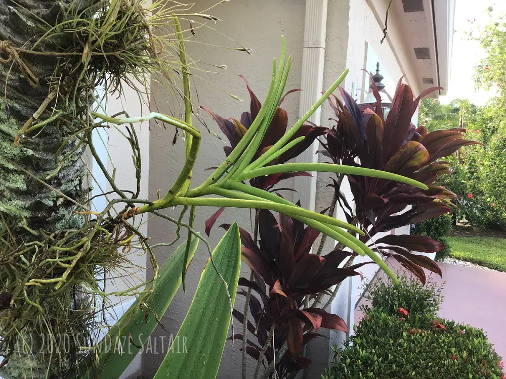 Vanda Orchid That Has Not Yet Bloomed Dripping Water Attached To Palm Tree