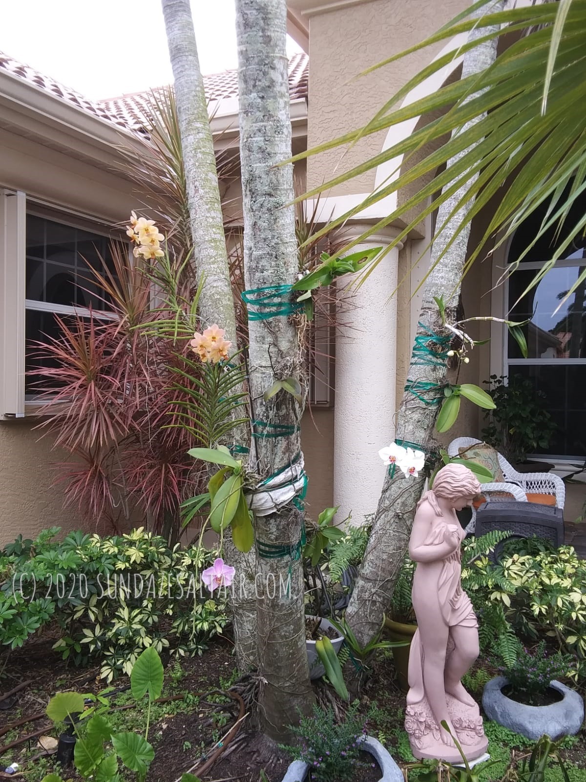 Vanda Orchids Attached To Palm Trees