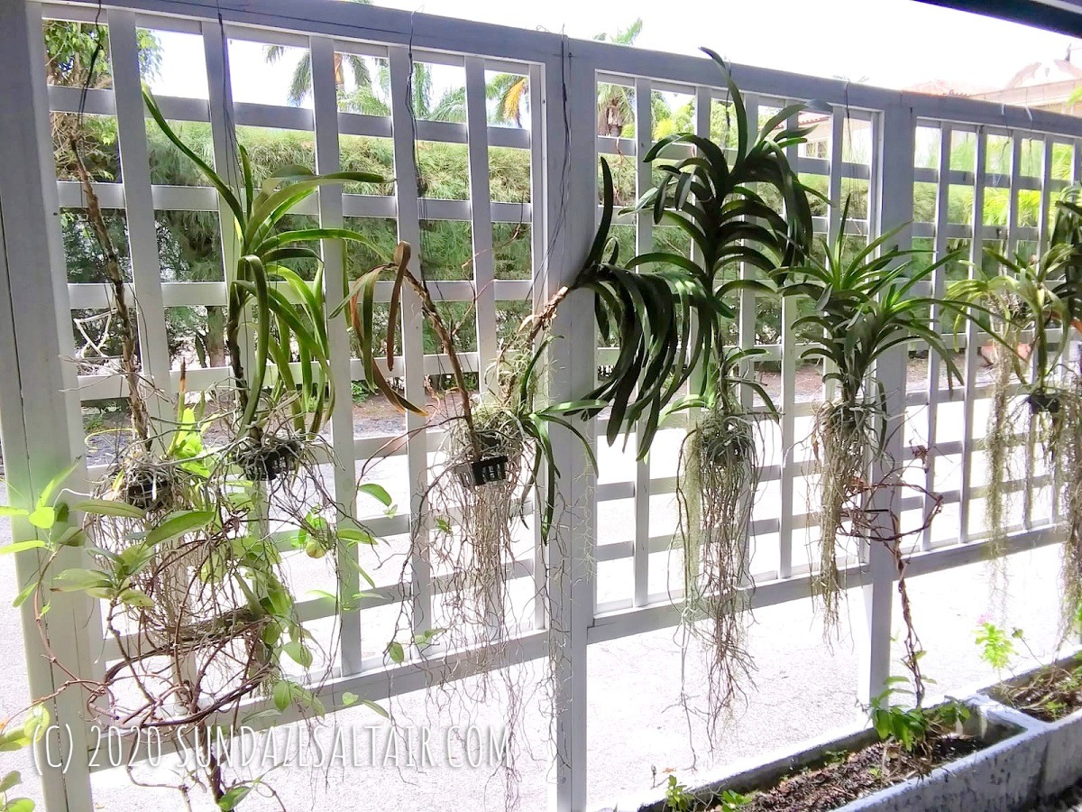 Vanda Orchids Hanging From Trellis