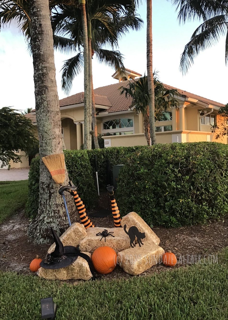 Witch Crash Landed Under Palm Trees In A Tropical Halloween Setting With Pumpkins, A Spider And A Black Cat
