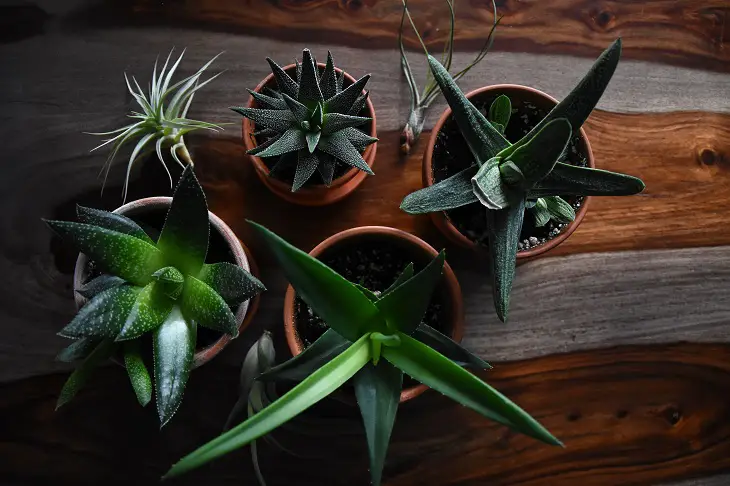 Collection Of Various Haworthia Succulents In Terracotta Pots On Natural Wood Table 