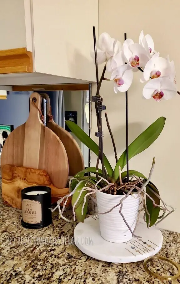 Gorgeous White Phalaenopsis Orchid In Bloom In White Pot Next To Cutting Boards And Ivy League Candle On Granite Counter