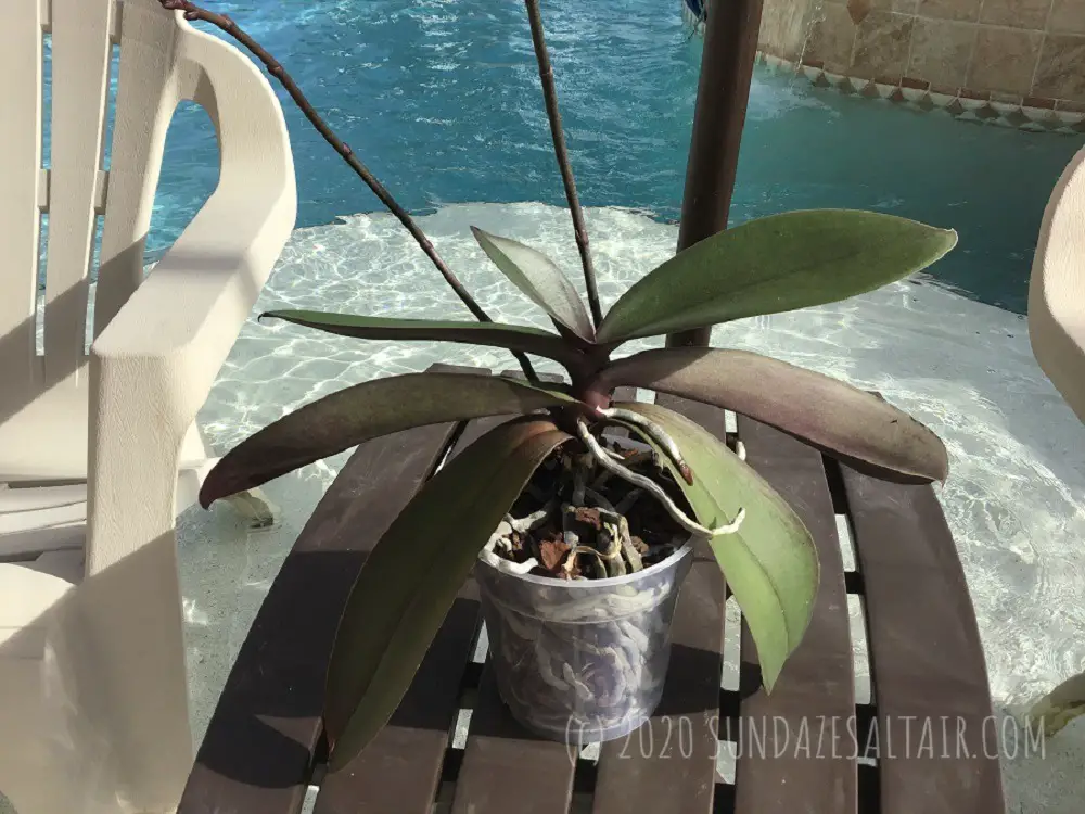 How To Pot A Healthy Phalaenopsis In Plastic Pot On Table In Front Of Pool