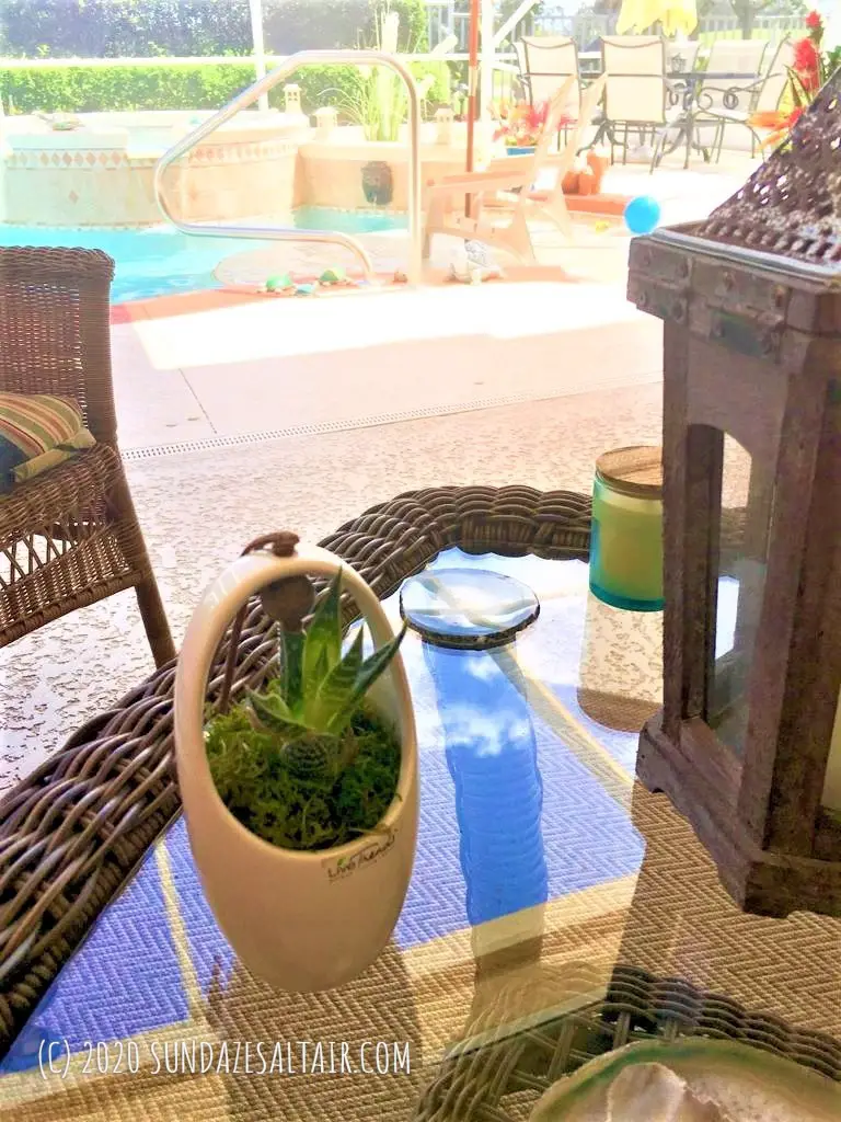 Little Zebra Plant Haworthia Fasciata On Table On Lanai In Front Of Pool Next To Lantern - Illustrates How To Care For & Revive A Dying Zebra Succulent