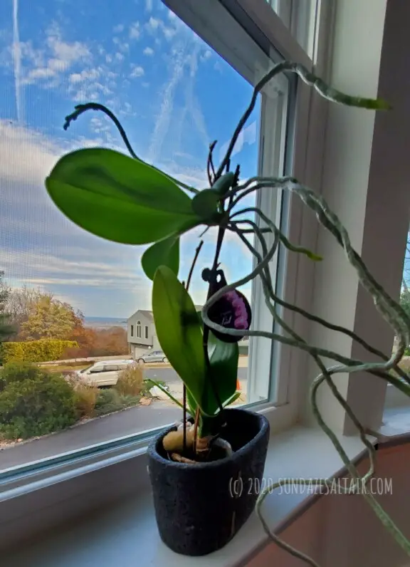 Orchid With Abundant Air Roots In Pot Overlooking Window View Of Sound Bay