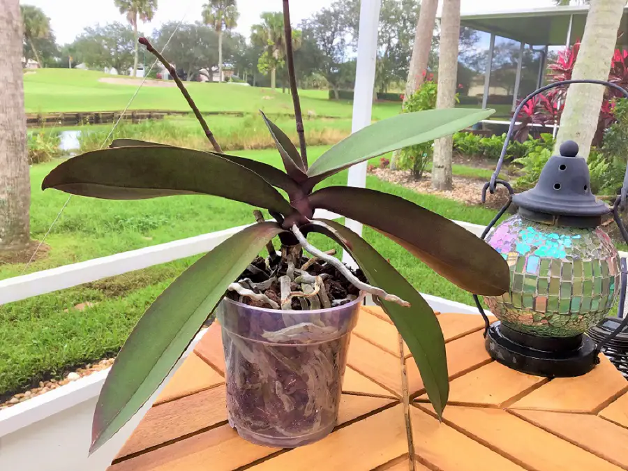 Phalaenopsis Orchid On Bench Overlooking Lake Ready For Repotting