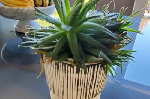 Stunning Zebra Succulent Haworthia Attenuata On Glass Table In Front Of Marble Bowl Full Of Gourds & Scenic Window View