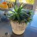 Stunning Zebra Succulent Haworthia Attenuata On Glass Table In Front Of Marble Bowl Full Of Gourds & Scenic Window View