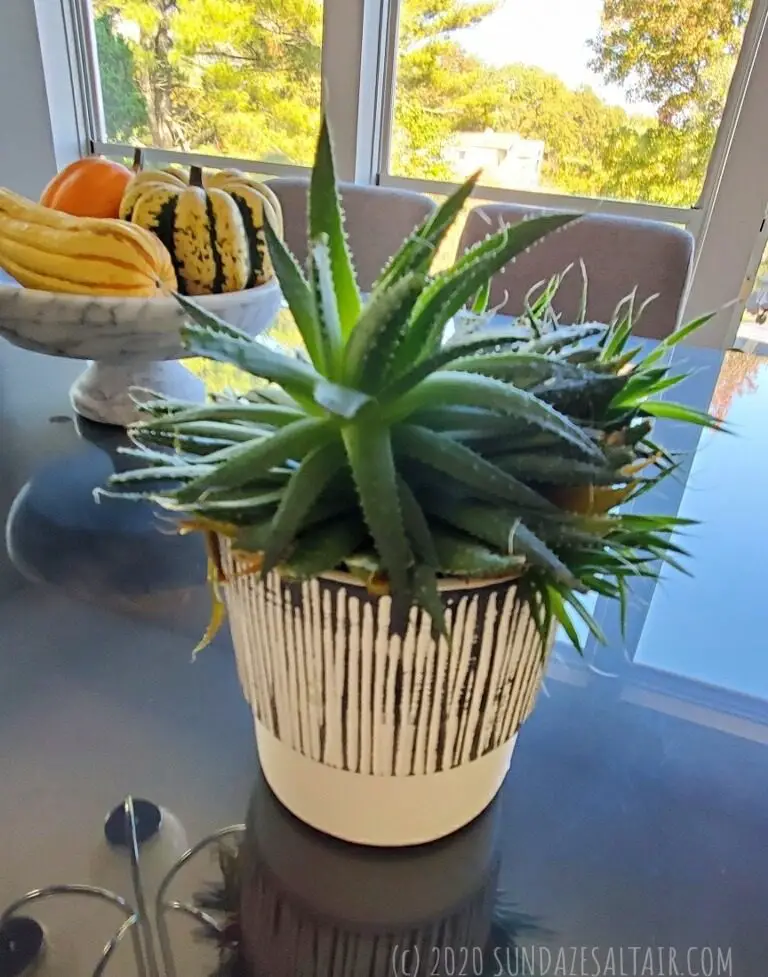 Stunning Zebra Succulent Haworthia Attenuata On Glass Table In Front Of Marble Bowl Full Of Gourds & Scenic Window View