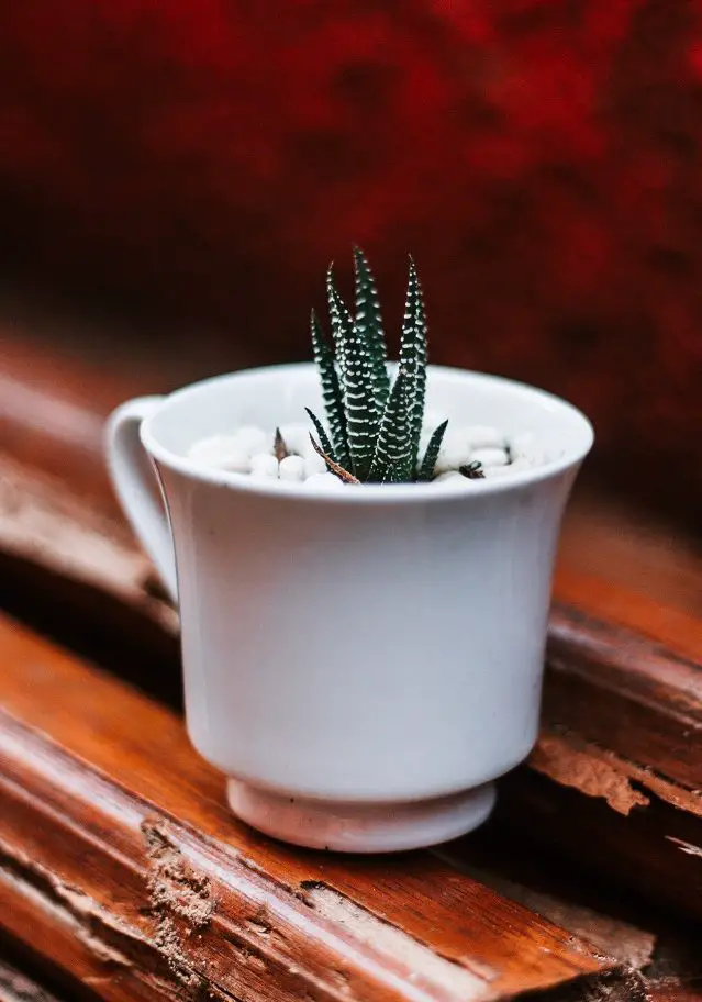 Tiny Zebra Succulent In A Little Teacup - Be Sure There Is A Drainage Hole Or Be Very Careful When Watering It
