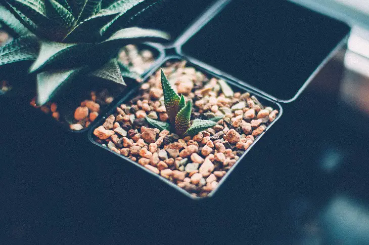 Tiny Zebra Succulents In Black Pots With Pebbles