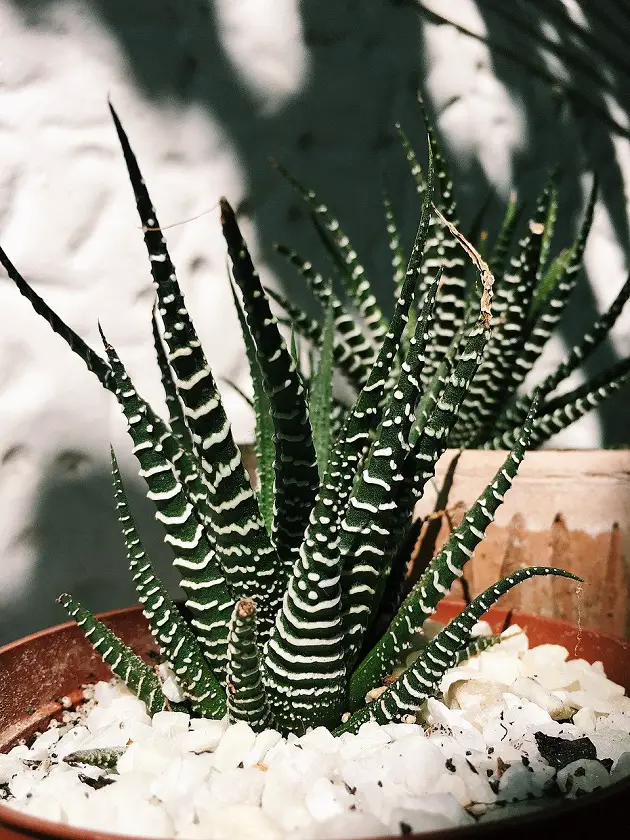 Zebra Haworthia Growing In Pot With Small White Gravel