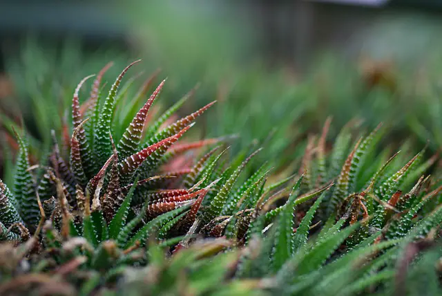 Zebra Succulent Growing Outdoors Showing Signs Of Too Much Direct Sun - How To Care For & Revive A Dying Zebra Succulent