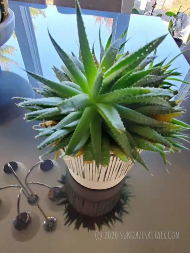 Zebra Succulent Haworthia Looks Beautiful On Glass Table