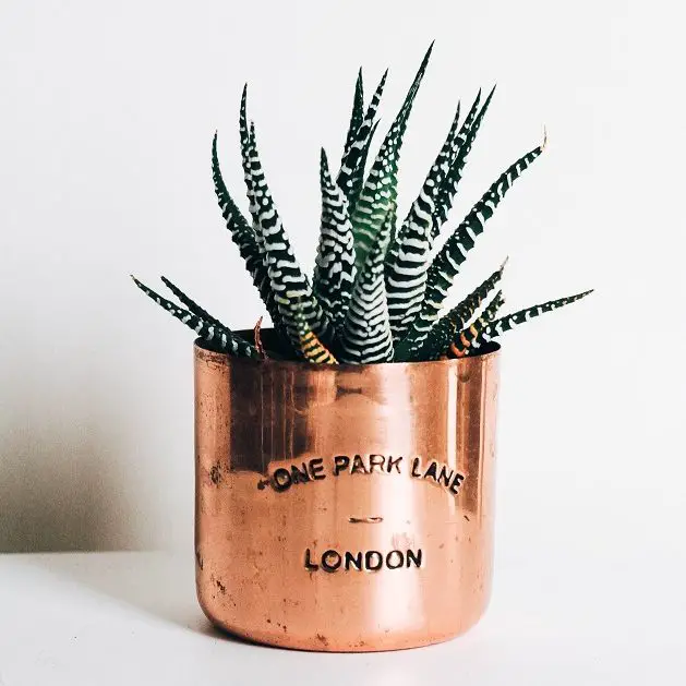 Zebra Succulent In Copper Pot With One Park Lane London Written On It 
