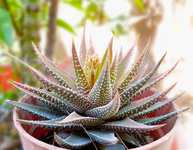 Zebra Succulent With Tiny Flower 