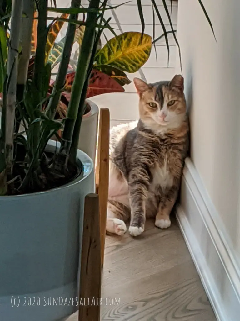 Beautiful Cat Hides Behind Planters With Tropical Plants