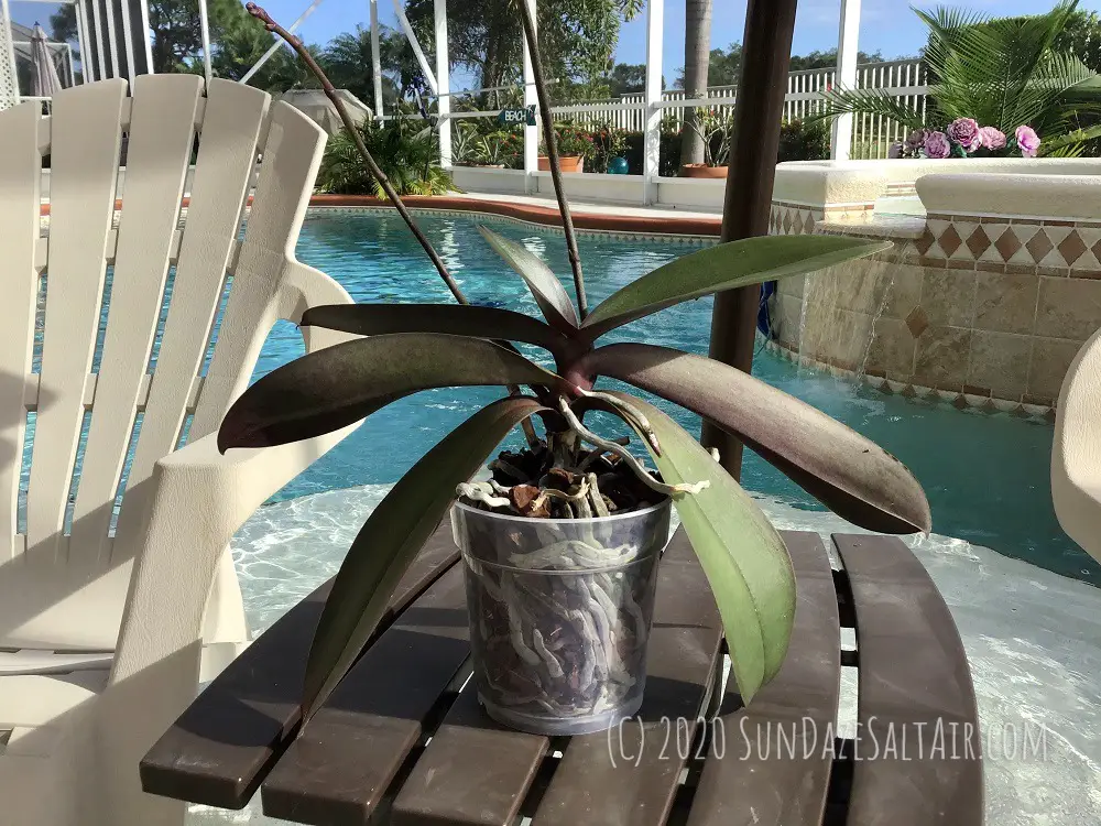 Phalaenopsis In Clear Container In Front Of Pool
