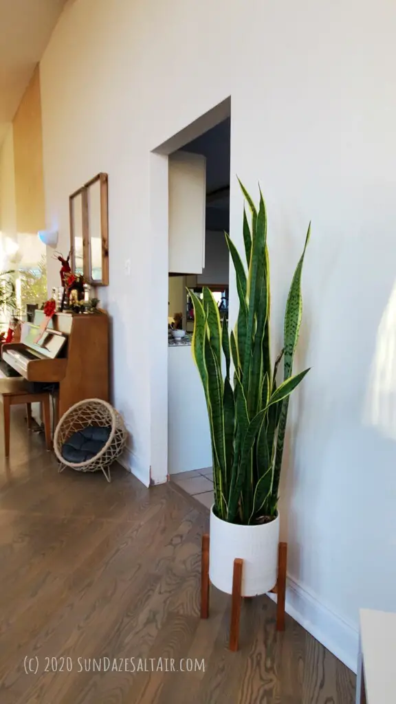 Tall Snake Plant In White Pot On Wooden Stand Helps Make Room With High Ceilings Feel Cozier