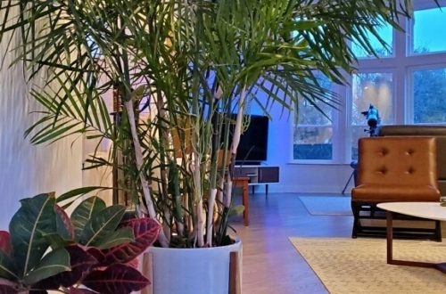 Majesty Palm In White Ceramic Pot In Stand In Living Room At Dusk