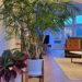 Majesty Palm In White Ceramic Pot In Stand In Living Room At Dusk