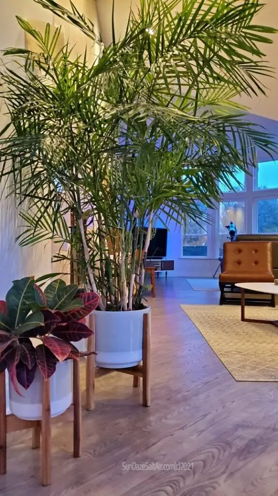Majesty Palm In White Ceramic Pot In Stand In Living Room At Dusk