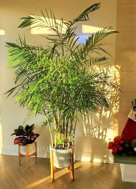 Majesty Palm In White Ceramic Pot & Wooden Stand Looks Majestic In Living Room