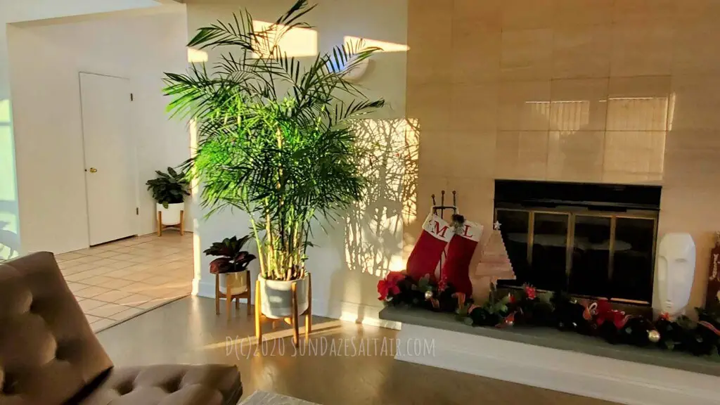 Majesty Palm in White Pot On A Plant Stand In Living Room Next To Fireplace