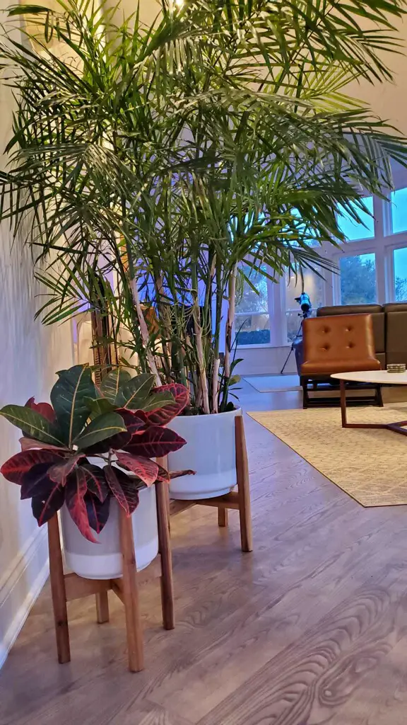 Potted majesty palm on stand in living room looking towards bay windows