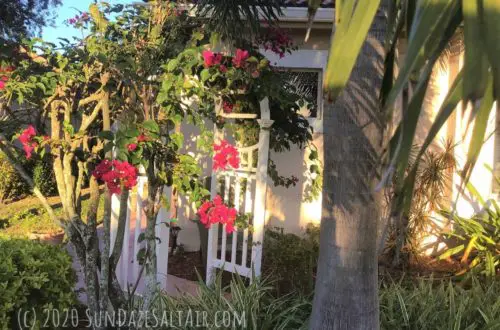 Charming White Vinyl Arbor With Beautiful Climbing Bougainvillea Under Palm Trees