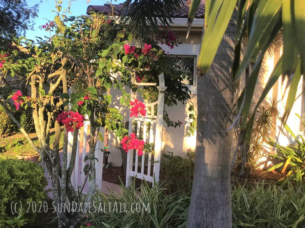 Charming White Vinyl Arbor With Beautiful Climbing Bougainvillea Under Palm Trees