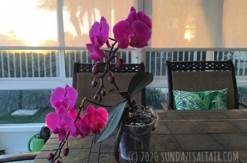 how to trim an orchid's dying roots & why you need to so it is healthy & gorgeous like this purple Phalaenopsis On Lanai In Front Of Setting Sun