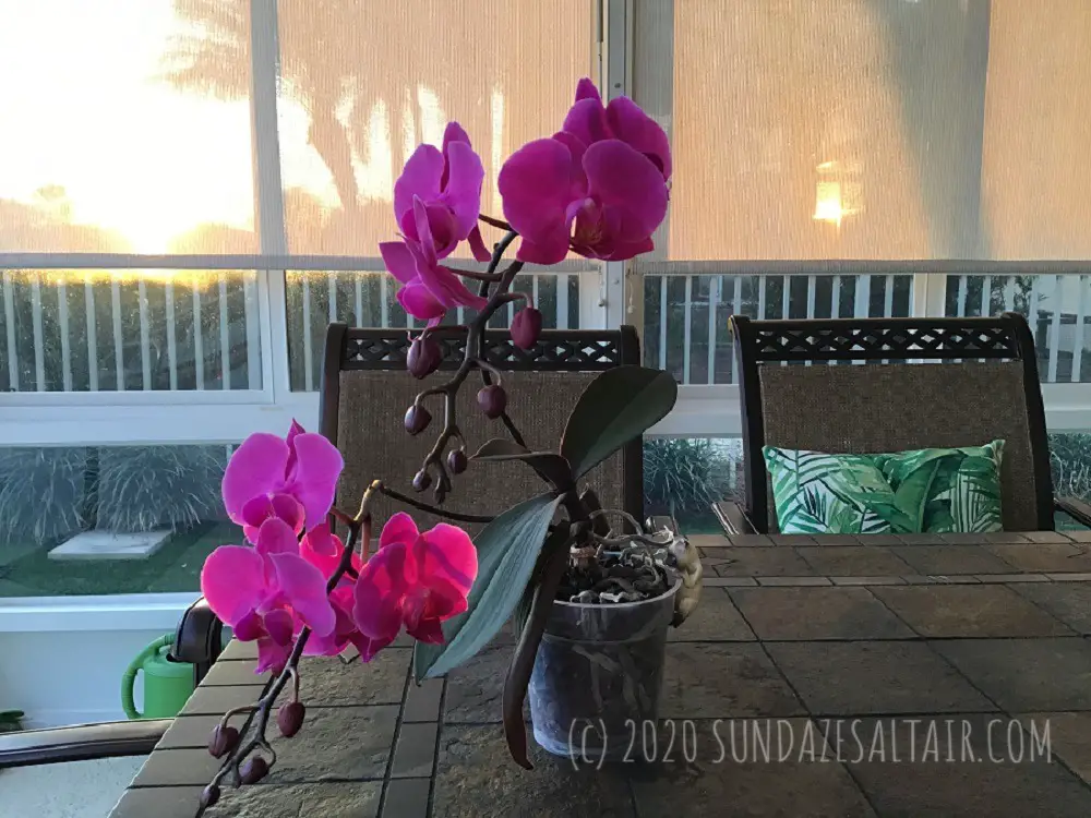 how to trim an orchid's dying roots & why you need to so it is healthy & gorgeous like this purple Phalaenopsis On Lanai In Front Of Setting Sun