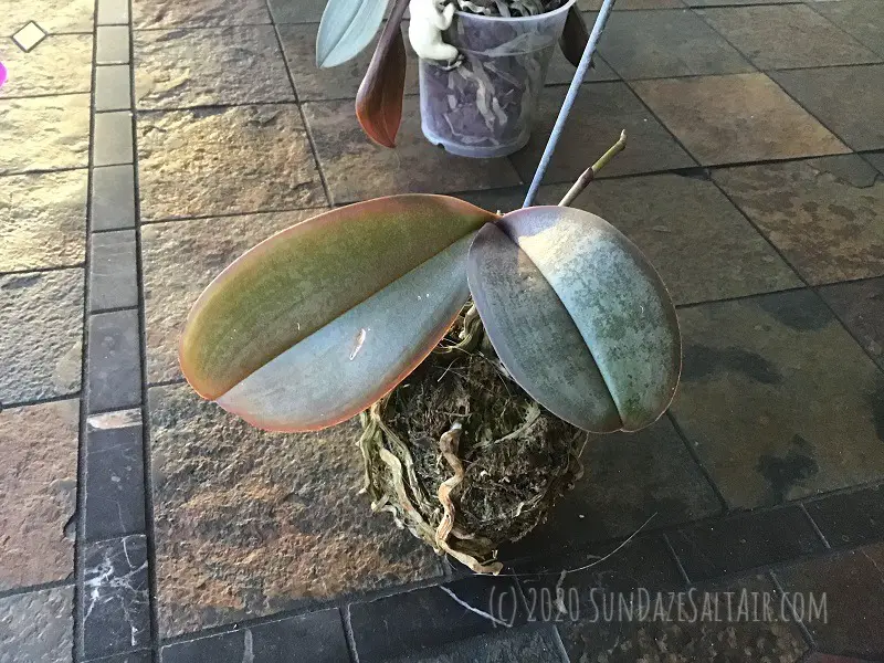 How to trim an orchid's dead roots & why you need to - Orchid Rehab - Orchid With Dried, Desiccated, Dead Roots In Need Of Serious Pruning & Trimming