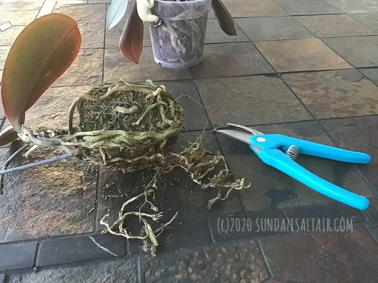 How to trim an orchid's dead roots & why you need to & a visual display of the difference in appearance between healthy and unhealthy orchid roots