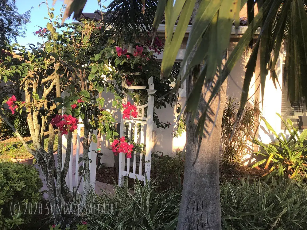 White Arbor With Bougainvillea Benefits A Tropical Garden