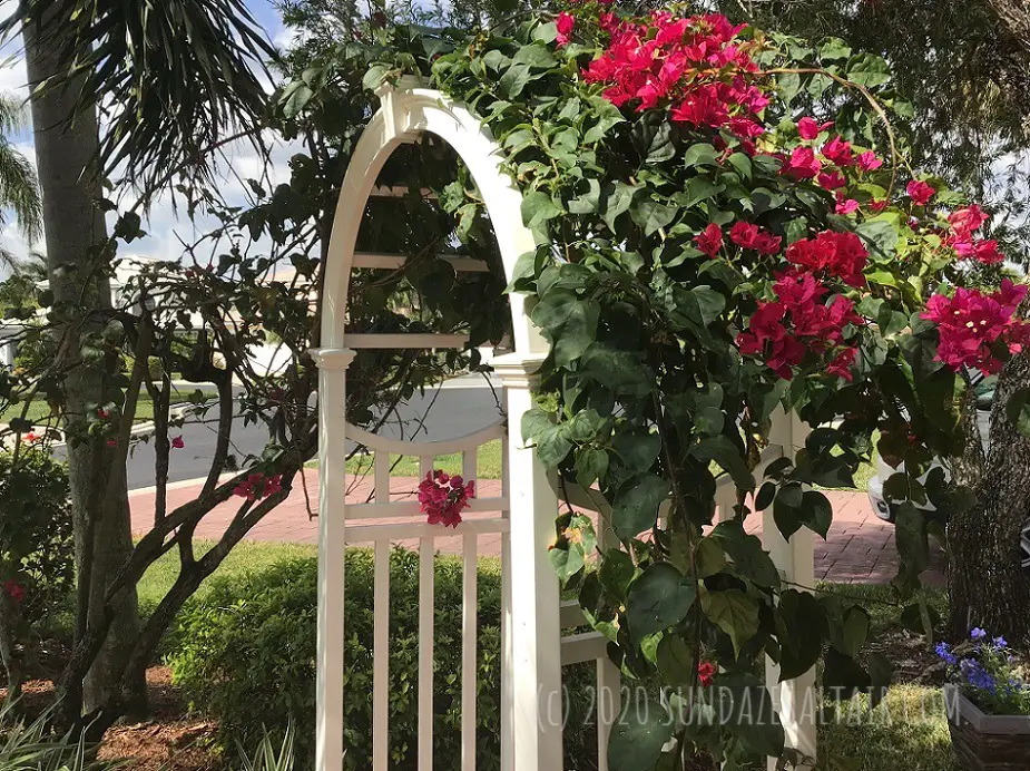 Choose the Right Arbor For Where You Live - White vinyl "New England" style arbor with beautiful magenta bougainvillea cascading over walkway weathers heat & humidity in style