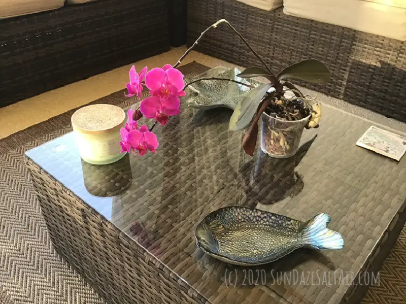 how to trim an orchid's dead roots & why you need to.... This beautiful purple orchid with healthy, living roots sits on a table next to blue fish and star dishes