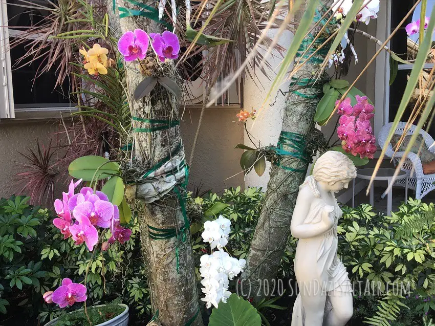 Why are the leaves of my vanda orchid turning yellow? Stunning orchids including Vanda adorn Palm trees in this peaceful garden next to statue of young girl