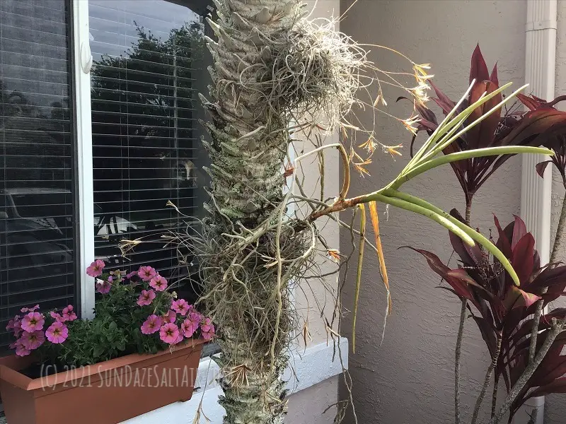 Why are the leaves of my vanda orchid turning yellow?